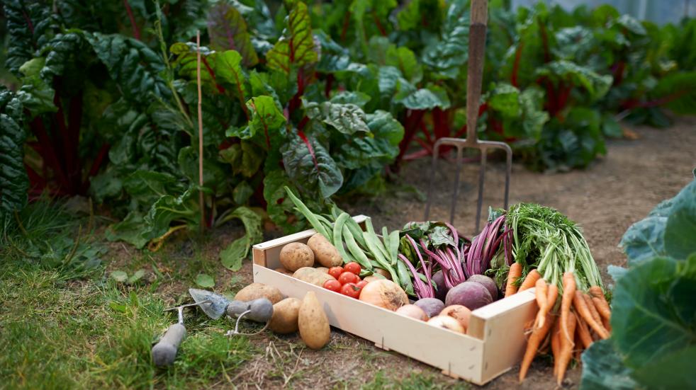 box of produce from an allotment